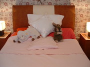 Single Bed + Folding single Bed also double bed set/tables/bedding/box